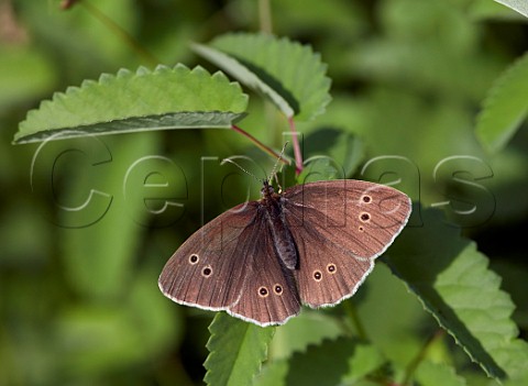 Ringlet butterfly perched on Great Burnet Hurst Meadows East Molesey Surrey UK
