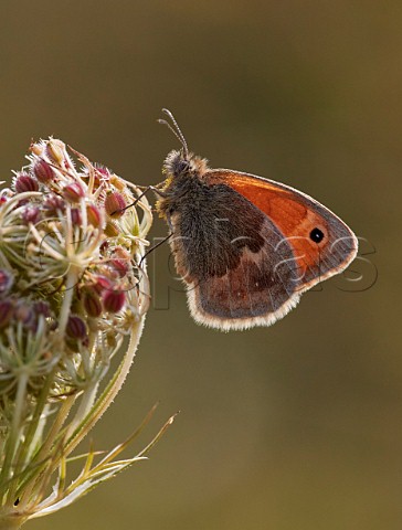 Small Heath perched on a Wild Carrot seedhead Hurst Meadows East Molesey Surrey UK