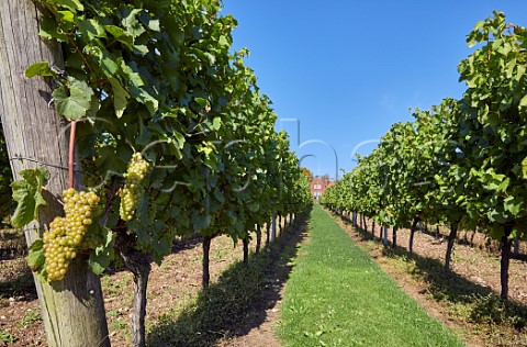 Chardonnay grapes in Home Vineyard below Mill Down House Hambledon Vineyard Hambledon Hampshire England