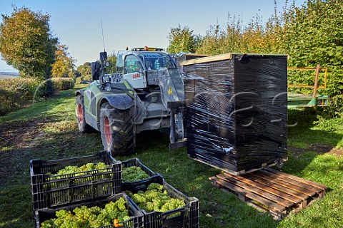 Loading trailer with crates of harvested Chardonnay grapes in Arch Peak vineyard of Raimes Sparkling Wine Hinton Ampner Hampshire England