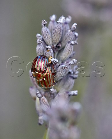 Pair of Rosemary Beetles mating on Lavender flower head   East Molesey Surrey England