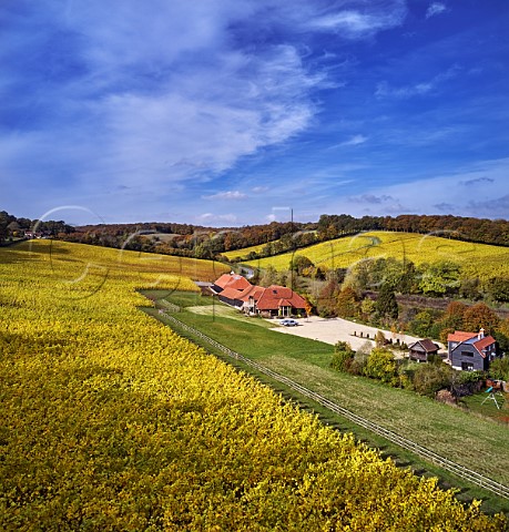 Hundred Hills Vineyard and winery in the Chiltern Hills  Pishill with Stonor Oxfordshire England