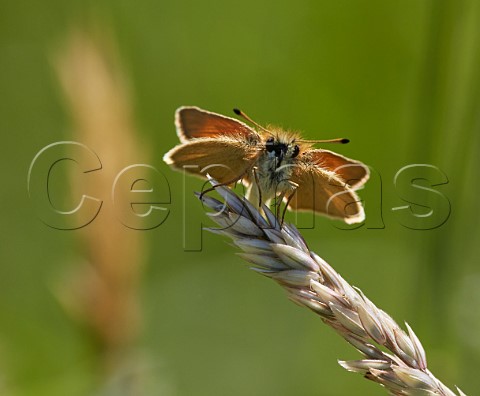 Essex Skipper perched on grass Hurst Meadows East Molesey Surrey England