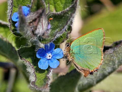 Green Hairstreak on Green Alkanet Molesey Reservoirs NR West Molesey Surrey UK