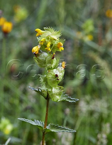 Yellow Rattle flowering in the rewilded churchyard of St Marys East Molesey Surrey UK