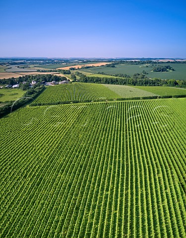 Vineyard of Langham Wine Estate Crawthorne Dorset England
