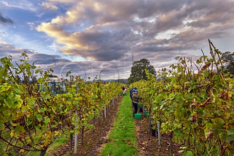 Picking Pinot Blanc grapes in the vineyard of Stopham Estate Stopham Sussex England