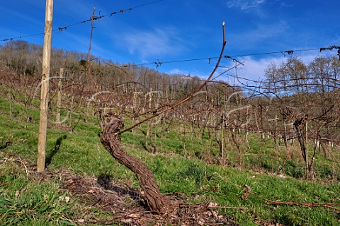 Old Seyval Blanc vine after pruning Godstone Vineyards  Godstone Surrey England