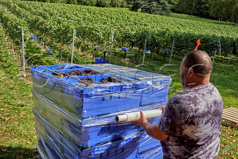 Wrapping crates of harvested Pinot Meunier grapes with cling film for transporting to the winery Fairmile Vineyard Henley on Thames Oxfordshire England