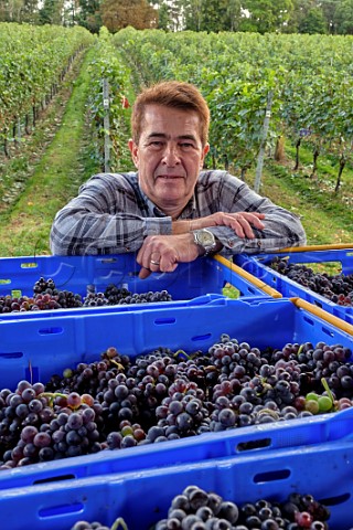 Jan Mirkowski with crates of harvested Pinot Meunier grapes at Fairmile Vineyard Henley on Thames Oxfordshire England
