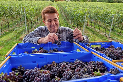 Jan Mirkowski with crates of harvested Pinot Meunier grapes at Fairmile Vineyard Henley on Thames Oxfordshire England