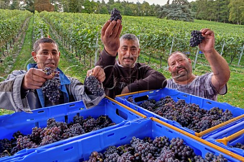 Romanian workers with crates of harvested Pinot Meunier grapes at Fairmile Vineyard Henley on Thames Oxfordshire England