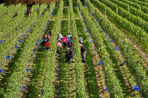 Picking Pinot Meunier grapes at Fairmile Vineyard Henley on Thames Oxfordshire England