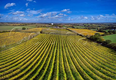 Autumnal Bacchus vines of Great Whitmans Vineyard Cold Norton Essex England Crouch Valley