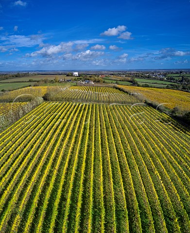 Autumnal Bacchus vines of Great Whitmans Vineyard Cold Norton Essex England Crouch Valley