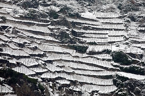 Steep snowcovered terraces in the Mayschosser Mnchberg vineyard Mayschoss Germany Ahr