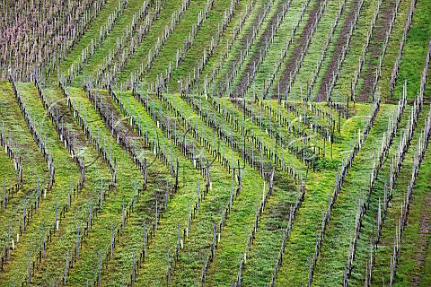 Vine rows in the BernkastelKueser Weisenstein vineyard Bernkastel Germany Mosel