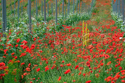 Poppies flowering amidst young Meunier vines of Stonor Valley Vineyard in the Chiltern Hills Stonor near HenleyonThames Oxfordshire England