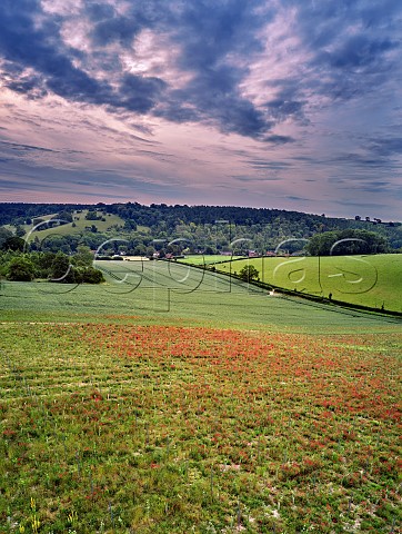 Poppies flowering amidst young vines of Stonor Valley Vineyard in the Chiltern Hills Stonor near HenleyonThames Oxfordshire England