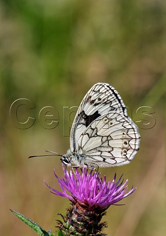 Marbled White nectaring on Knapweed Molesey Reservoirs Nature Reserve West Molesey Surrey England