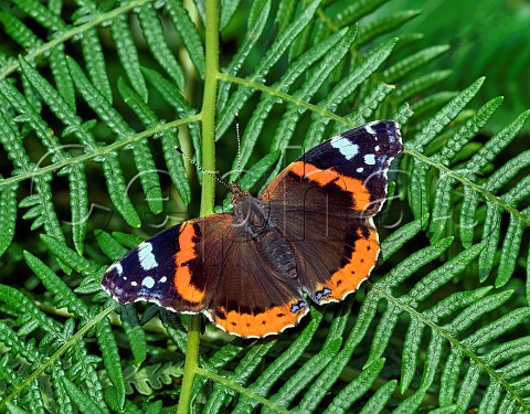 Red Admiral perched on bracken Bookham Commons Surrey England
