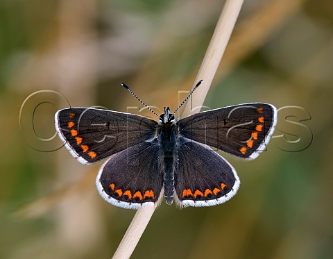 Brown Argus  Molesey Reservoirs Nature Reserve West Molesey Surrey England