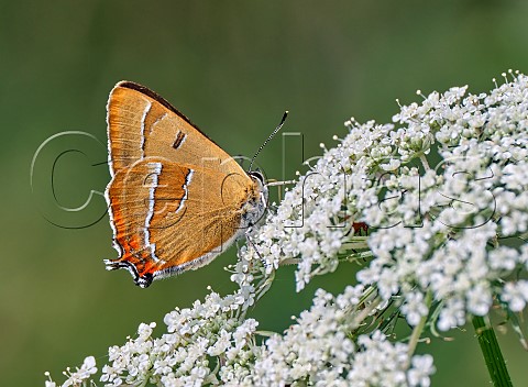 Brown Hairstreak male nectaring on Wild Carrot  Molesey Heath Nature Reserve West Molesey Surrey England