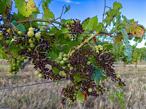 Downy mildew on vines at Targon 2023 Gironde France  EntreDeuxMers  Bordeaux