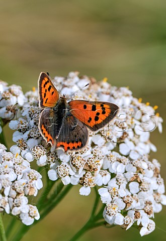 Small Copper form caeruleopunctata on Yarrow flowers Molesey Reservoirs Nature Reserve West Molesey Surrey England