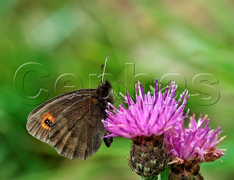 Scotch Argus nectaring on knapweed flower Smardale Gill Nature Reserve Cumbria England