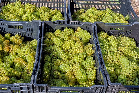 Crates of harvested Chardonnay grapes at Coldharbour Vineyard of Sugrue South Downs  Sutton West Sussex England