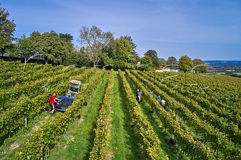 Picking Pinot Noir grapes in Coldharbour Vineyard of Sugrue South Downs  Sutton West Sussex England