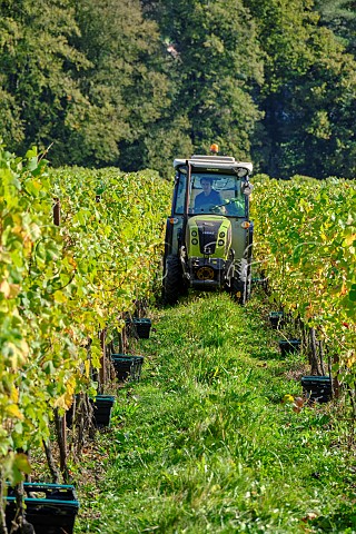 Collecting crates of harvested Pinot Noir grapes in vineyard of Candover Brook Preston Candover Hampshire England