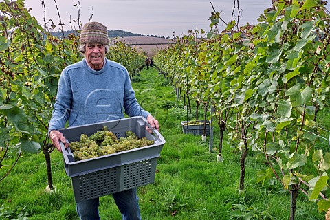 Hugo Stewart with crate of Chardonnay grapes in his vineyard Domaine Hugo Botleys Farm  Downton Wiltshire England