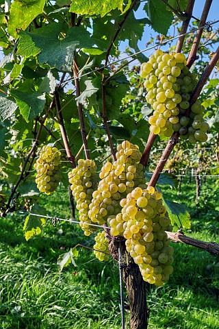 Chardonnay grapes in vineyard of Domaine Hugo  Botleys Farm  Downton Wiltshire England
