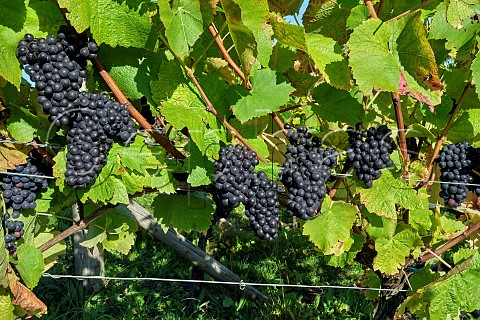 Pinot Noir grapes in vineyard of Candover Brook Preston Candover Hampshire England