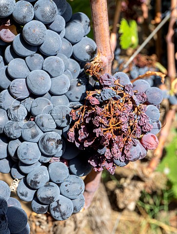 Peronosporainfected vine Etna Sicily Italy