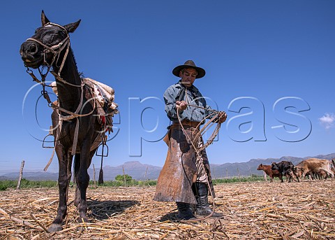 A gaucho and his horse Salta Argentina