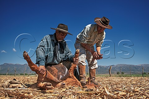 Gauchos tagging a calf Salta Argentina