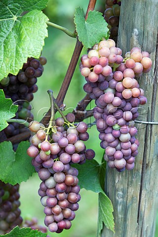 Pinot gris grapes in the Mayschosser Burgberg vineyard Mayschoss Germany Ahr