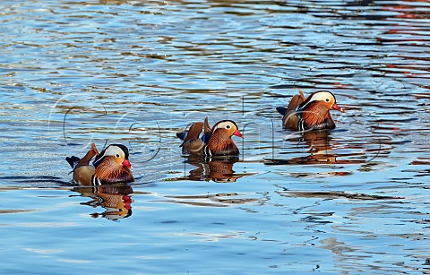 Three Mandarin ducks on the River Thames West Molesey Surrey England