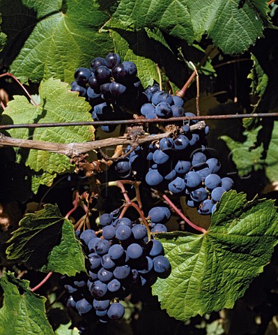 Malbec grapes