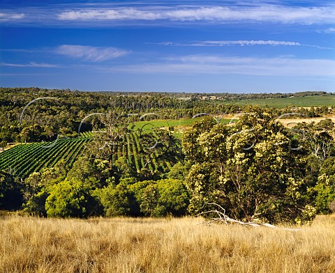 Pierro Vineyards at Wilyabrup Western Australia  Margaret River
