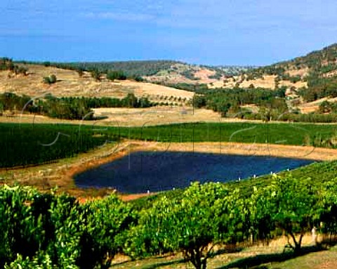 Vineyards around the irrigation dam on Chittering Estate   Chittering Western Australia  Perth Hills