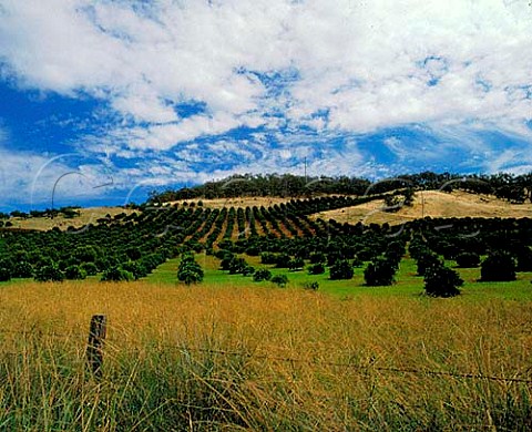 Citrus groves in the Chittering Valley north of   Perth Western Australia