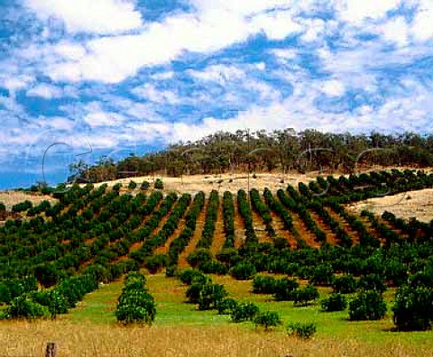 Citrus groves in the Chittering Valley  north of Perth Western Australia