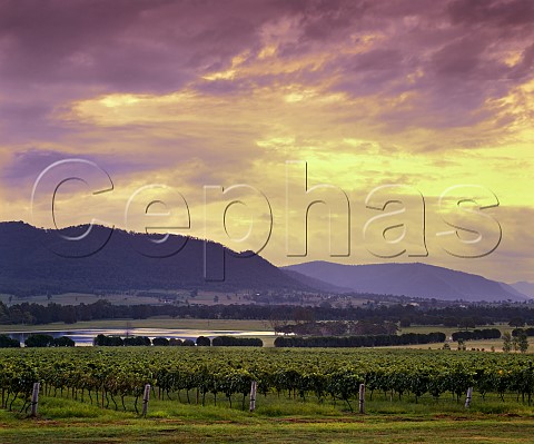 Vineyard of Winmark Wines Broke New South Wales Australia  Lower Hunter Valley