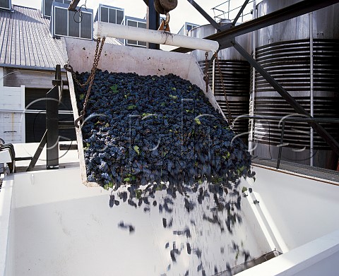 Tipping harvested Cabernet Sauvignon   grapes into the crusher Pokolbin New South Wales   Australia   Lower Hunter Valley