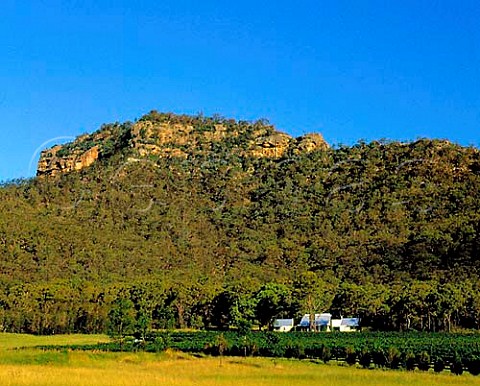 Vineyard of Winmark Wines Broke New South Wales Australia Lower Hunter Valley
