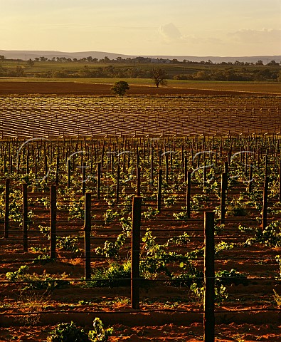Sunset on young vineyard originally Richmond Grove estate Cowra New South Wales Australia  Cowra